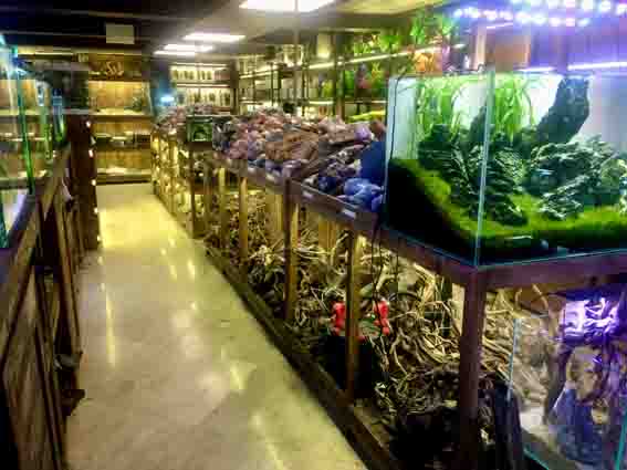 آکواریوم پلنت