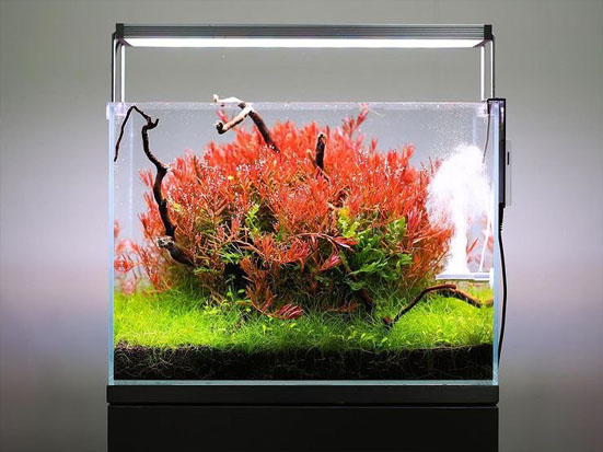 فروشگاه پرشین آکواریوم