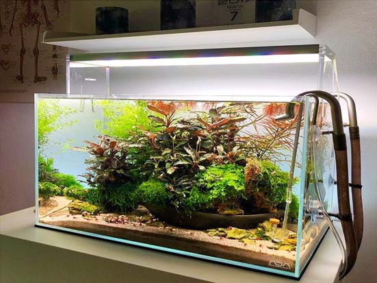 آموزش ساخت و راه اندازی آکواریوم پلنت